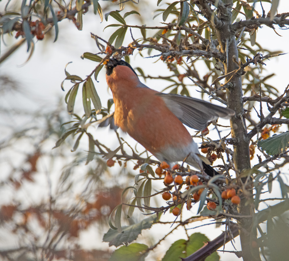 DSC_2851.jpg