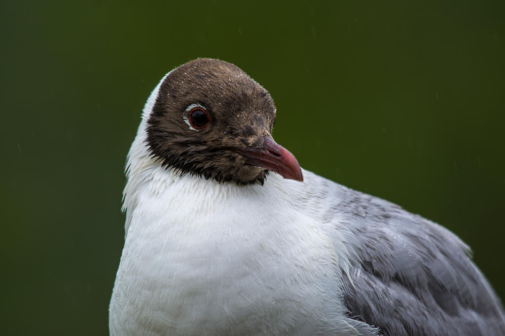 DSC_2851.jpg