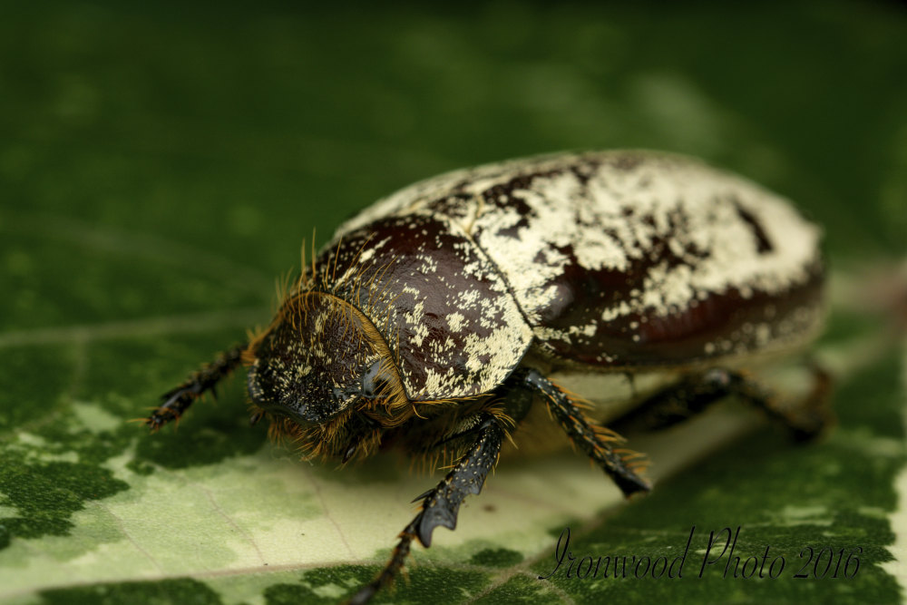 DSC_2851.jpg