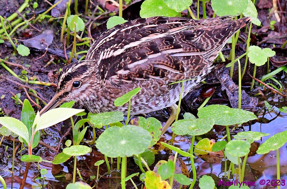 DSC_2852_001.JPG