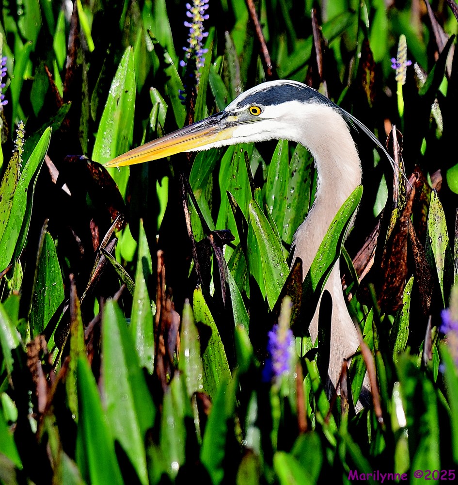 DSC_2853_001.JPG