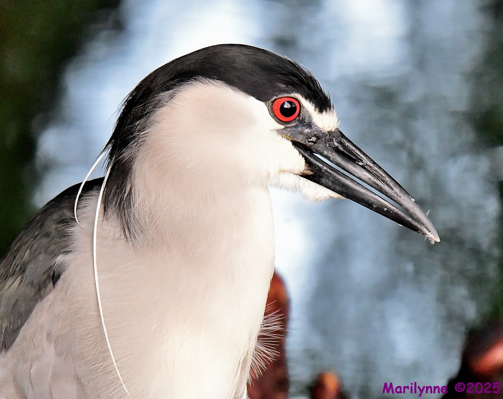 DSC_2853_001.JPG