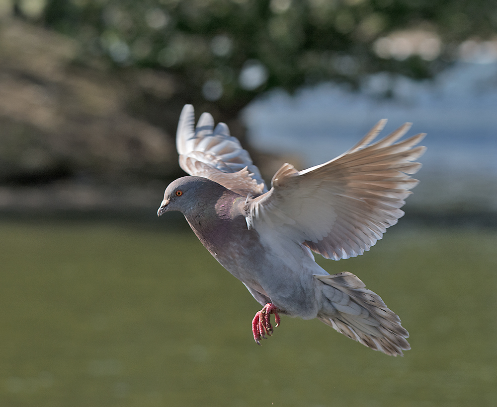 DSC_2854.jpg
