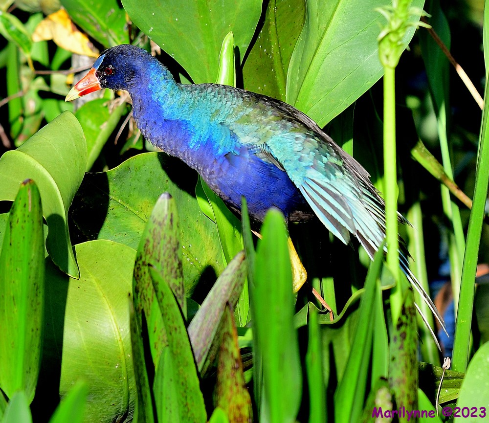 DSC_2855_001.JPG