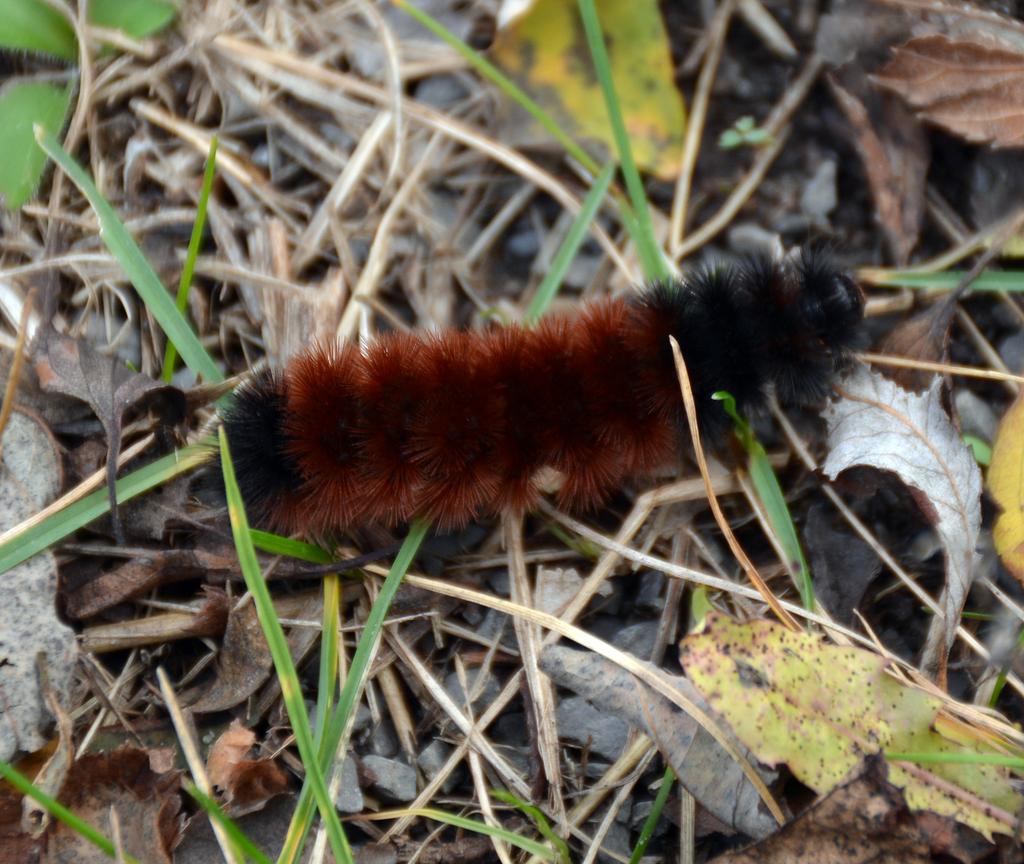 DSC_2856.jpg