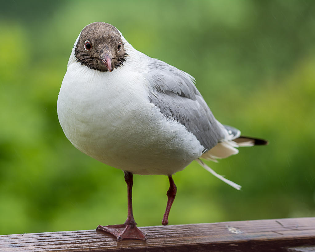 DSC_2857.jpg