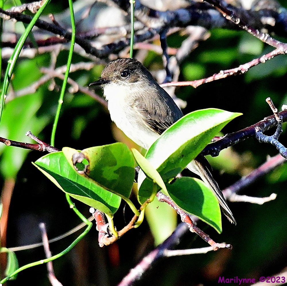 DSC_2860_001.JPG