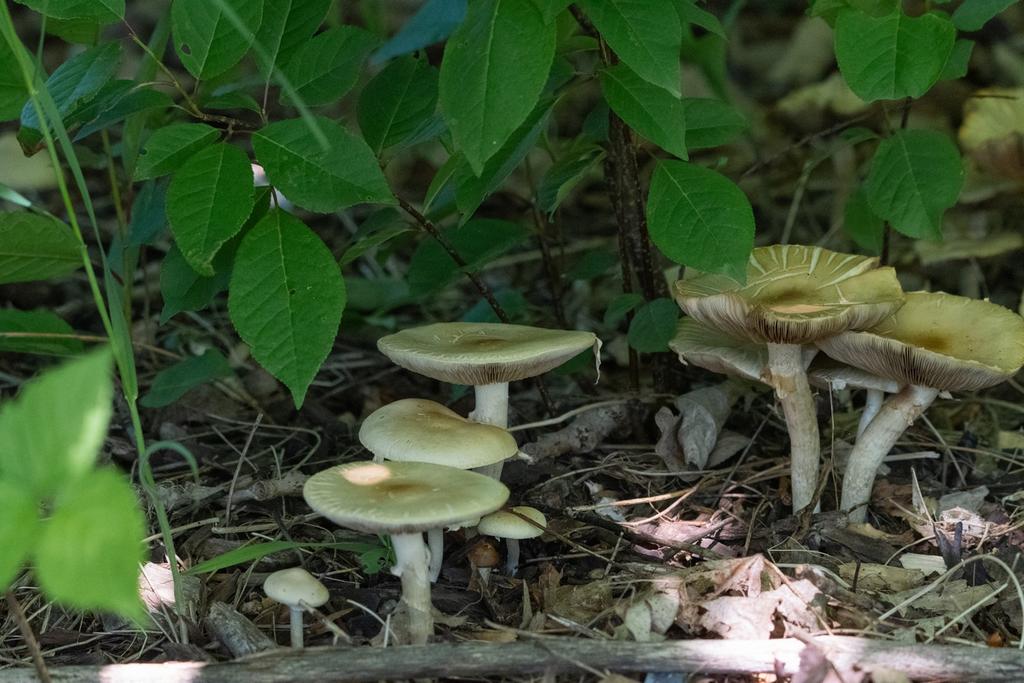 DSC_2861.jpg