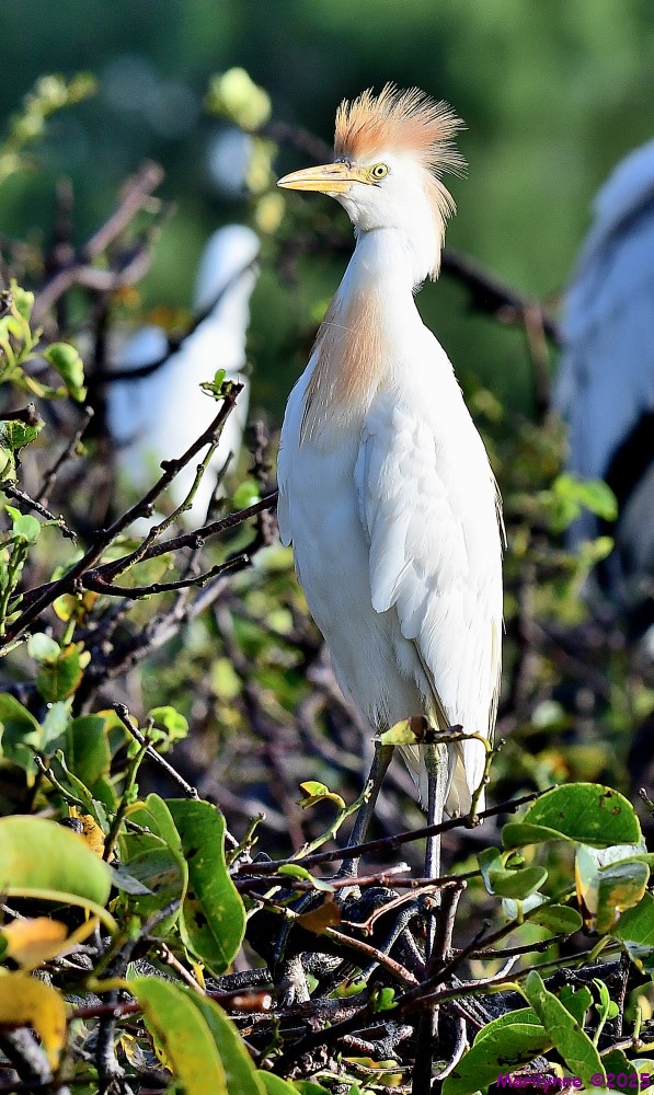 DSC_2861_001.JPG