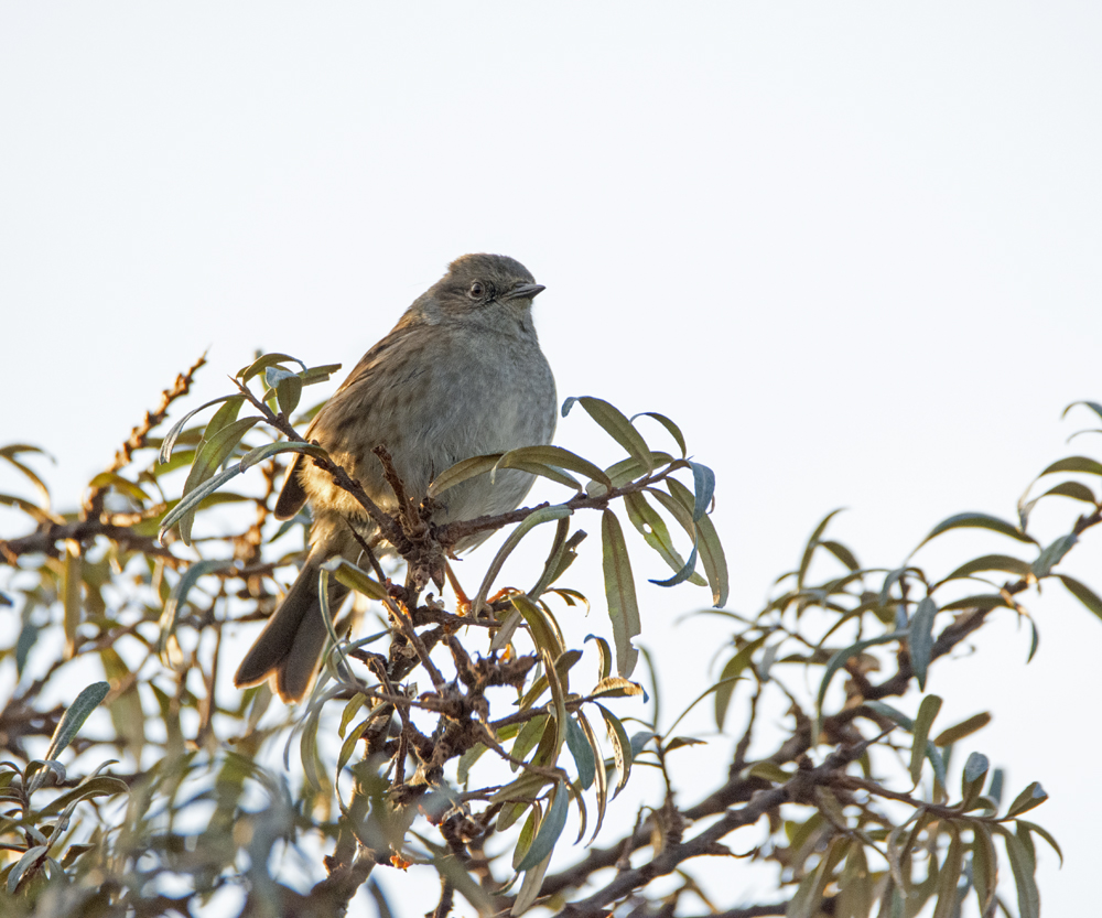 DSC_2864.jpg