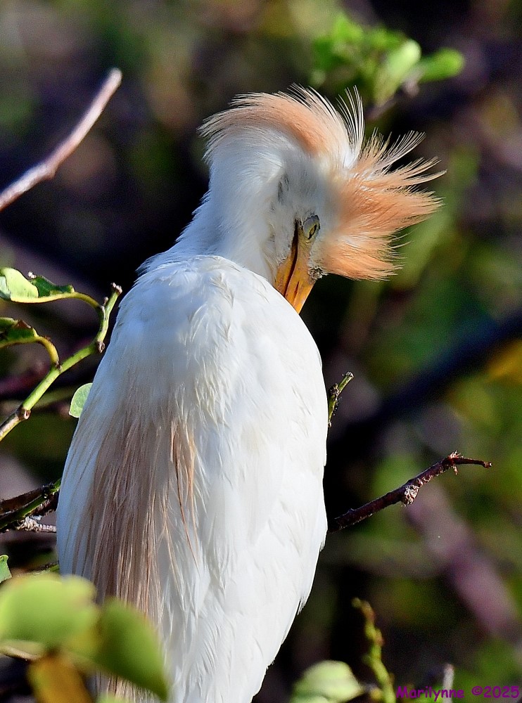 DSC_2864_001.JPG