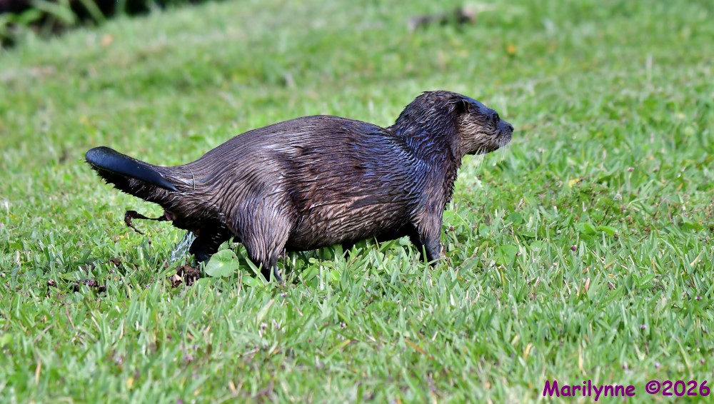 DSC_2864_001.JPG