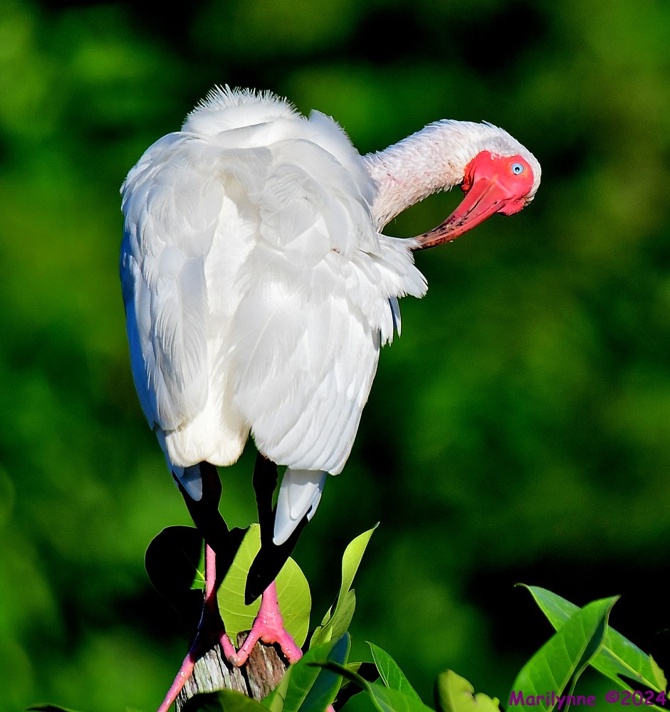 DSC_2867_001.JPG