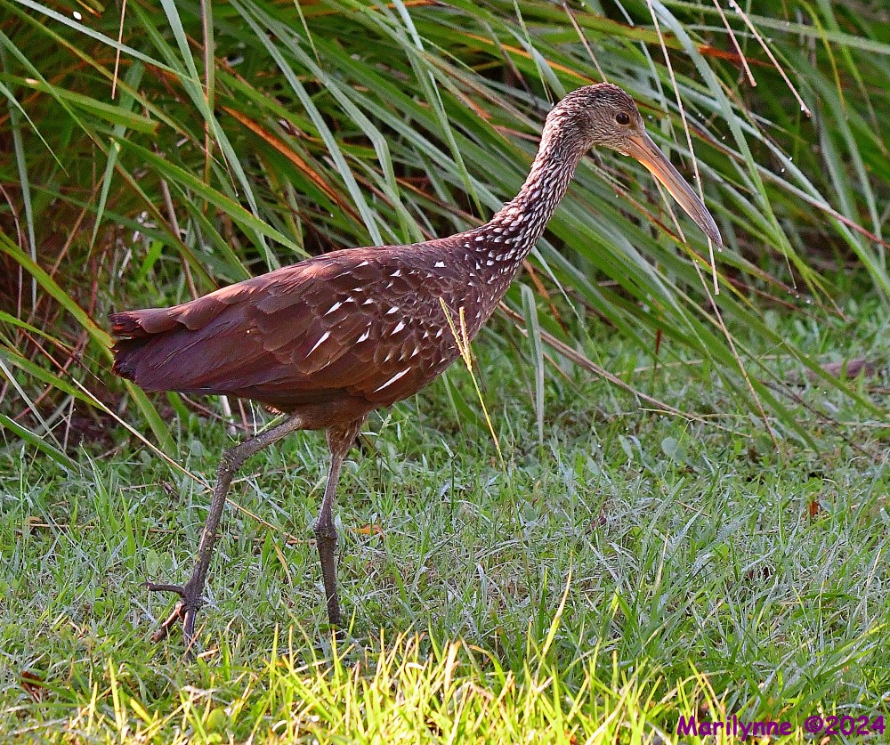 DSC_2867_001.JPG