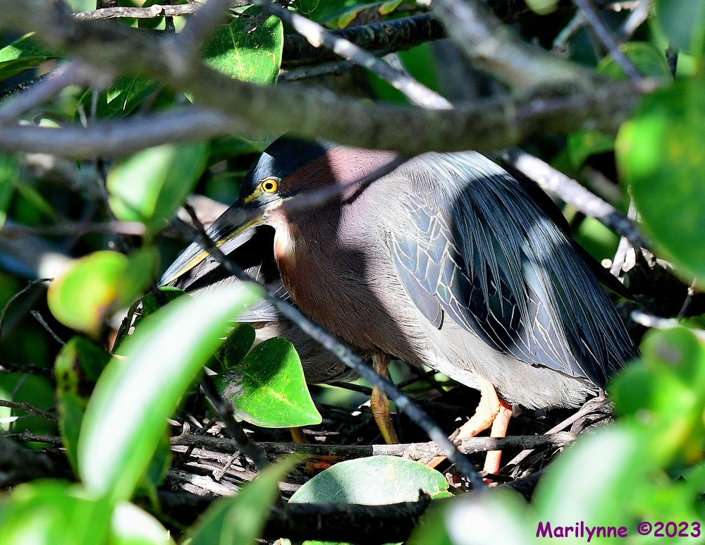 DSC_2868_001.JPG