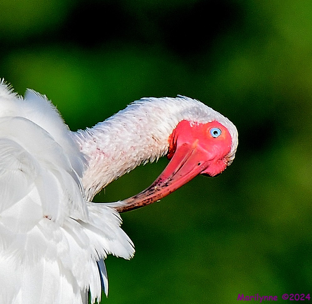 DSC_2868_001.JPG