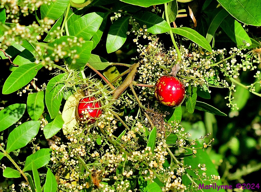 DSC_2868_001.JPG