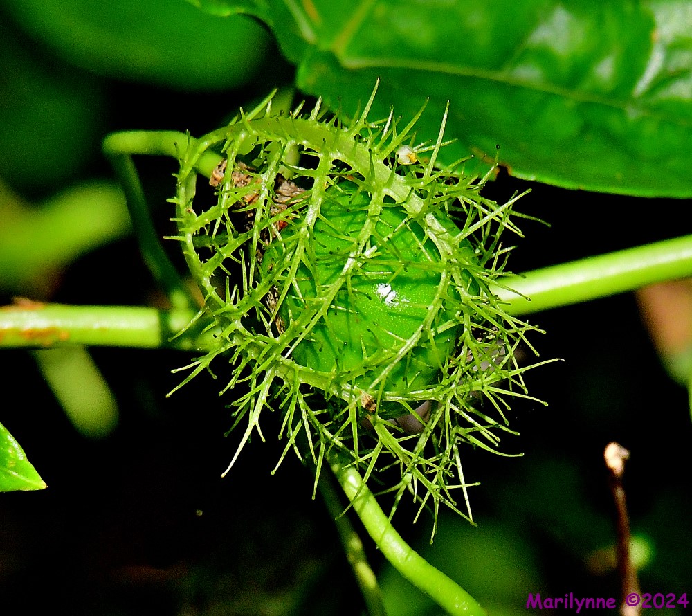 DSC_2870_001.JPG