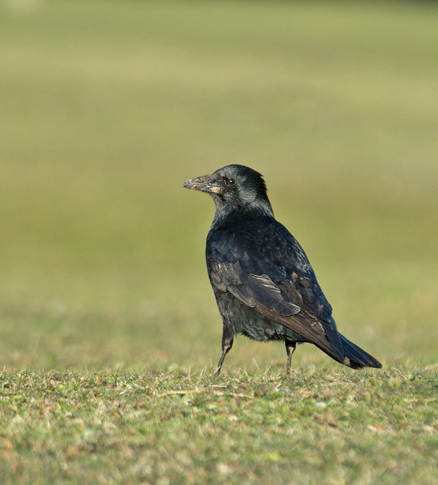 DSC_2871.jpg
