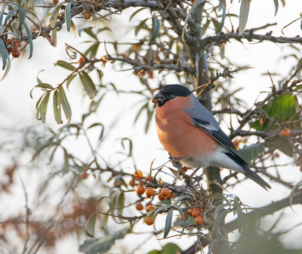 DSC_2871.jpg