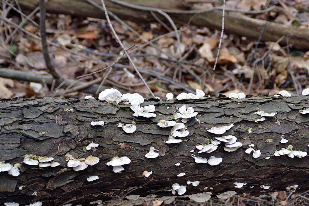 DSC_2871.jpg
