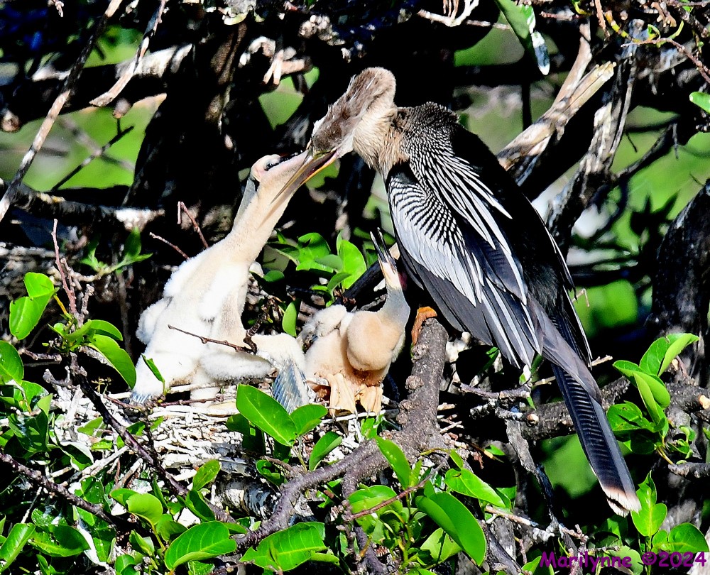 DSC_2871_001.JPG
