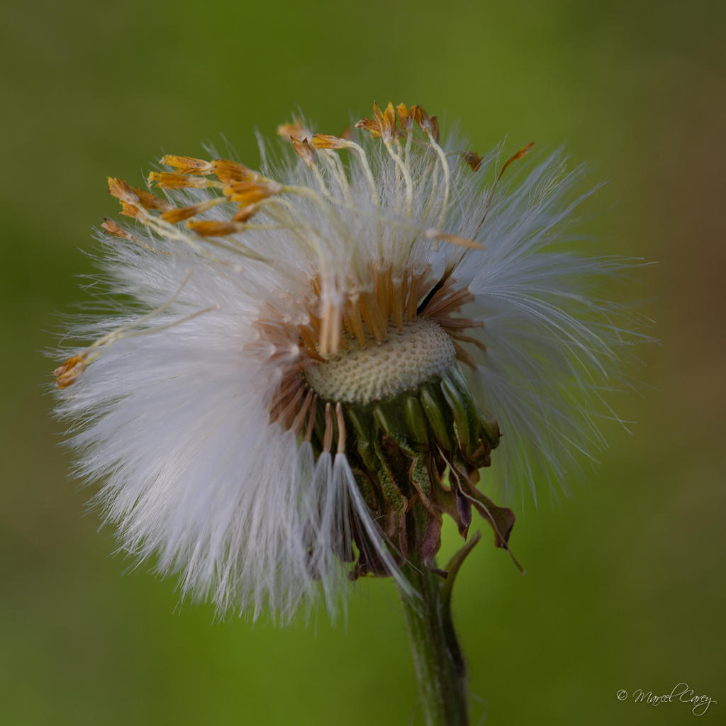 DSC_2872.jpg