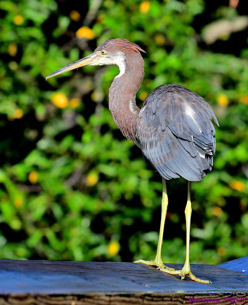 DSC_2872_001.JPG