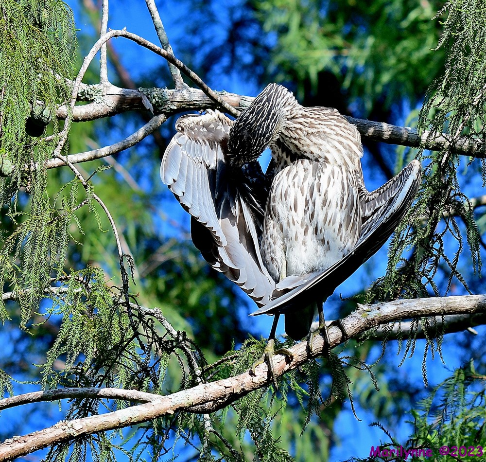DSC_2875_001.JPG