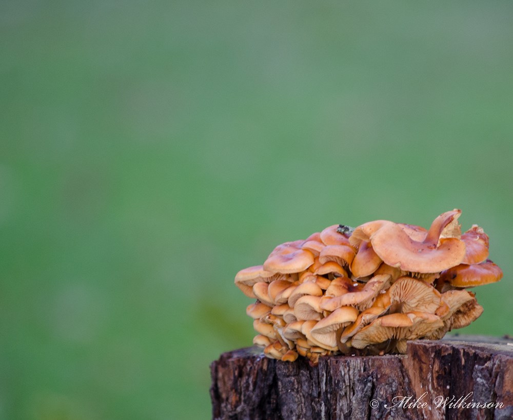 DSC_2876.jpg