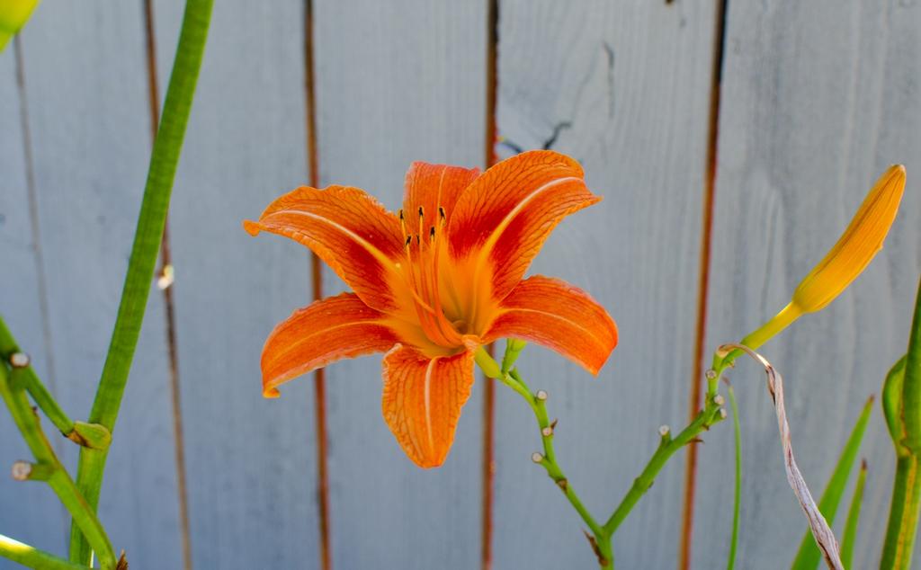 DSC_2877.jpg