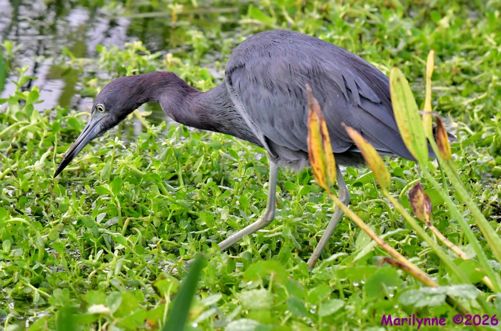 DSC_2879_001.JPG