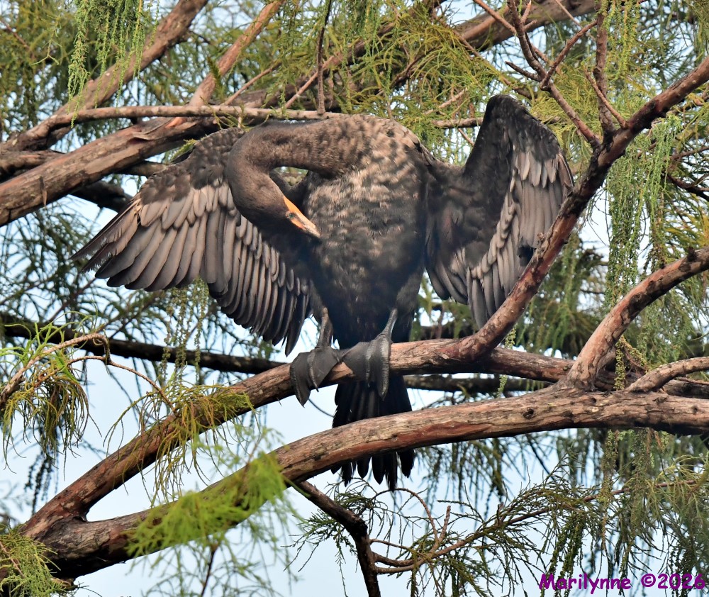 DSC_2882_001.JPG