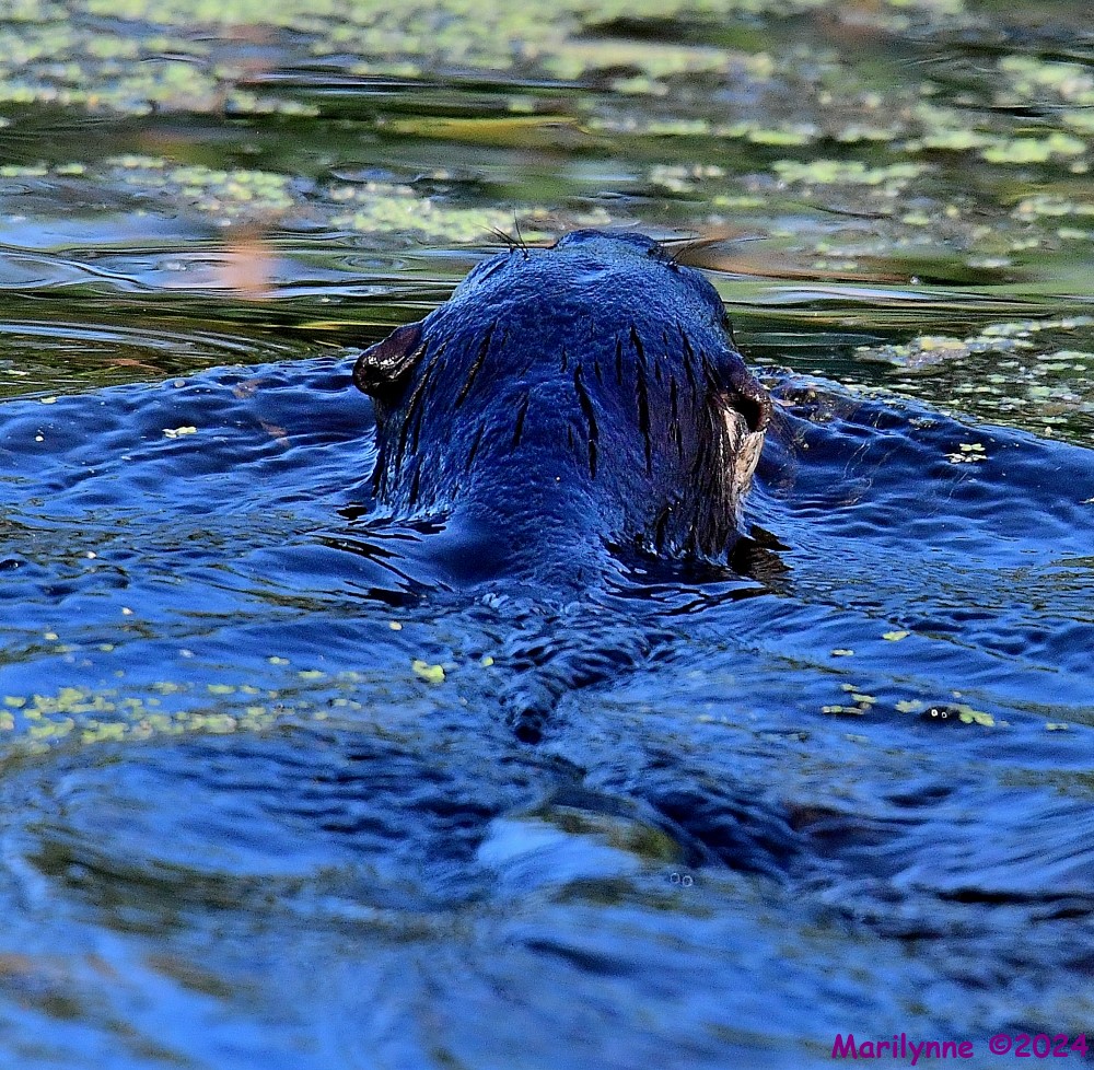 DSC_2883_001.JPG
