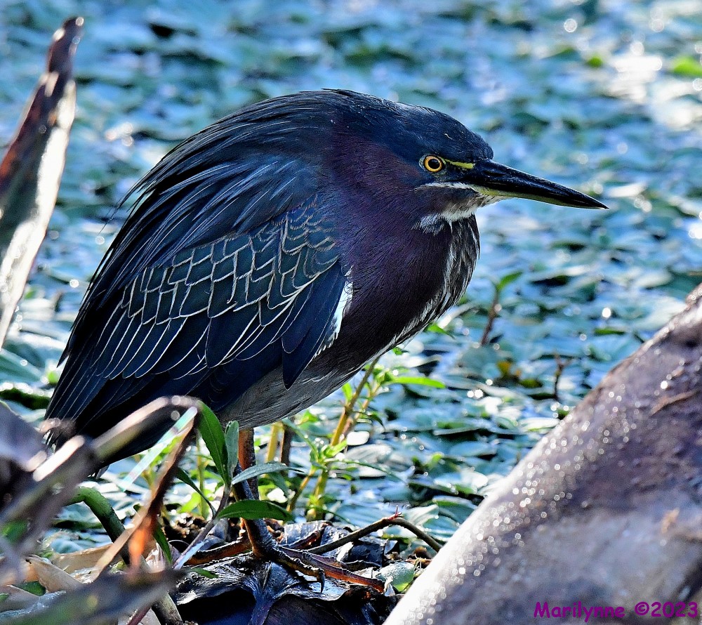 DSC_2884_001.JPG