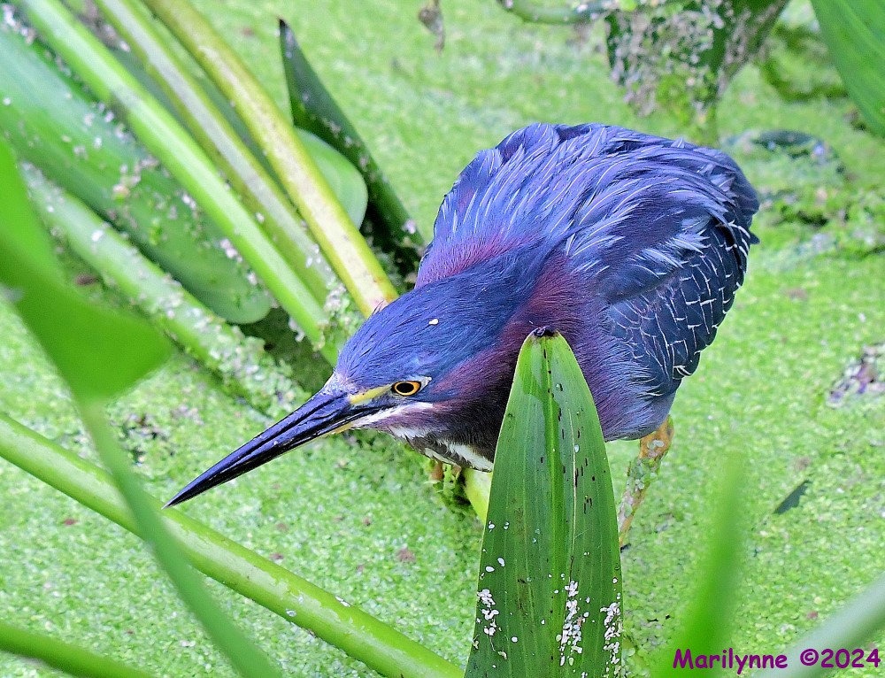 DSC_2885_001.JPG