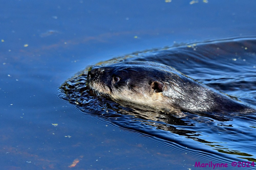 DSC_2887_001.JPG