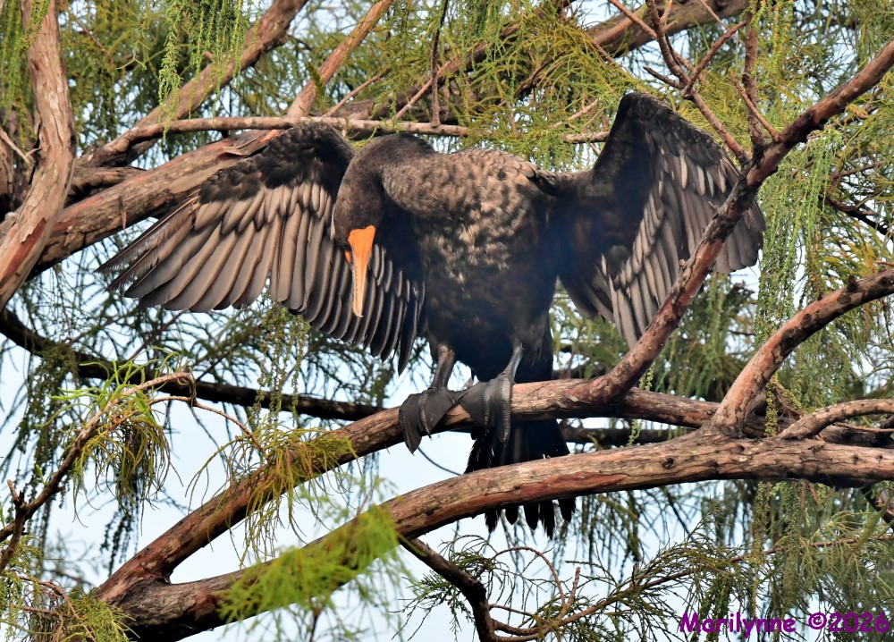 DSC_2887_001.JPG