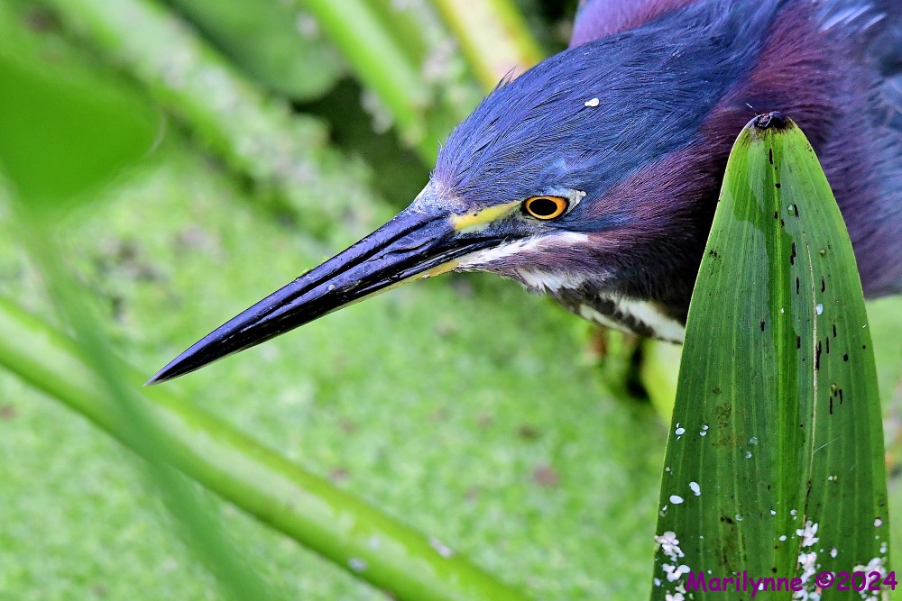 DSC_2888_001.JPG