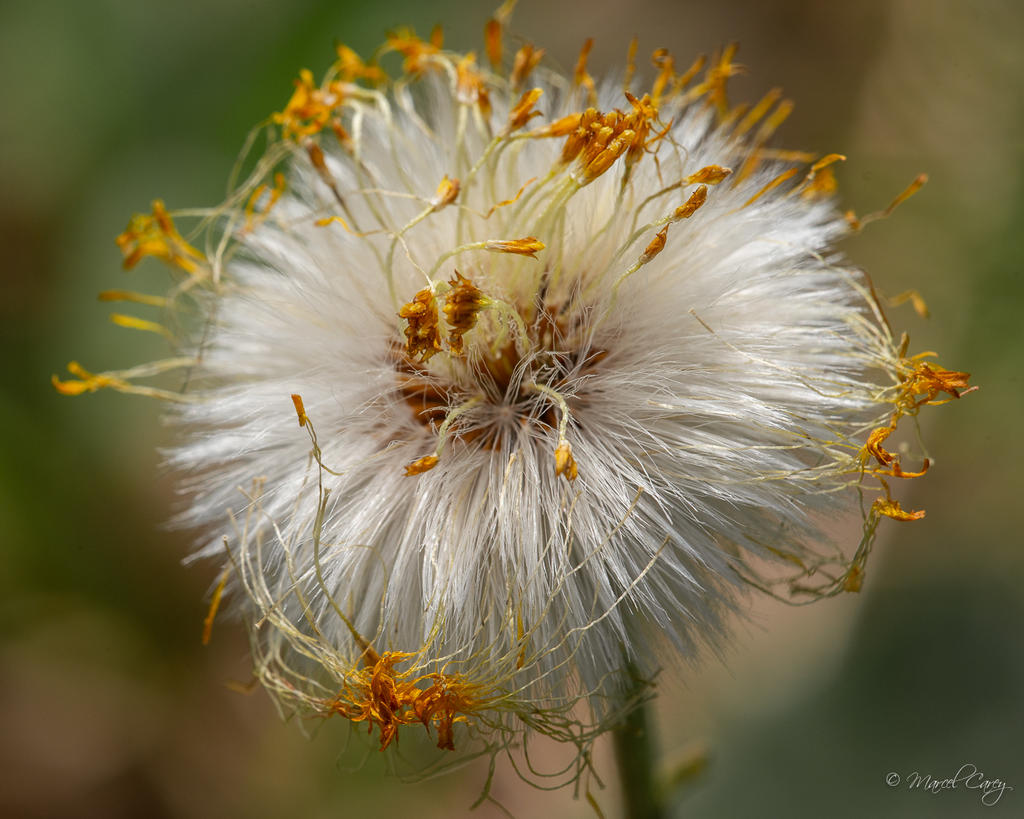 DSC_2889.jpg