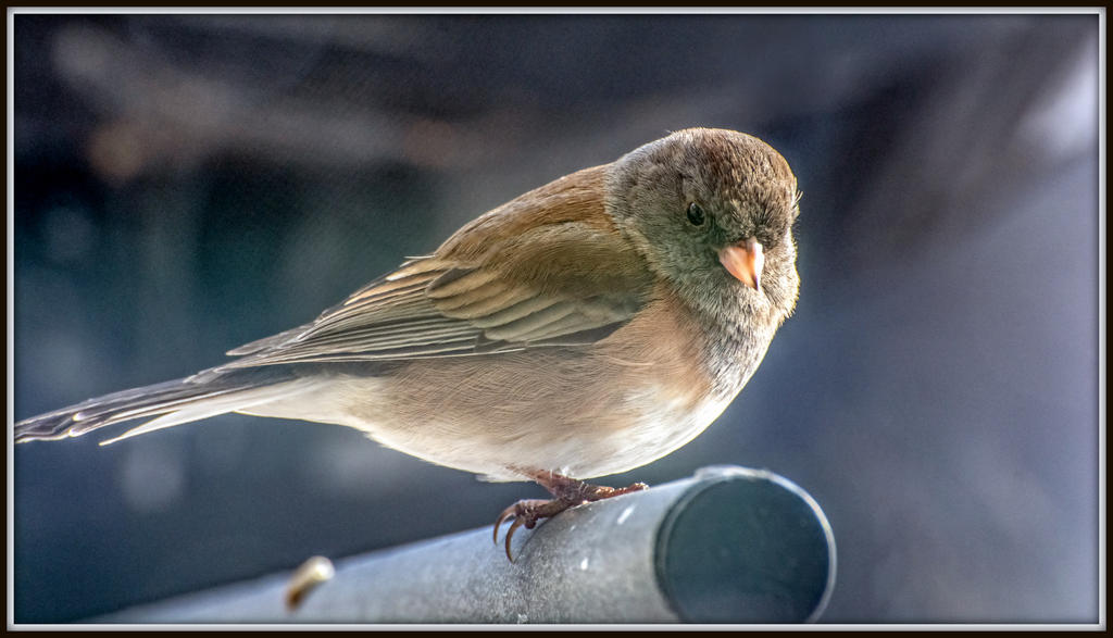DSC_2891-Edit.jpg