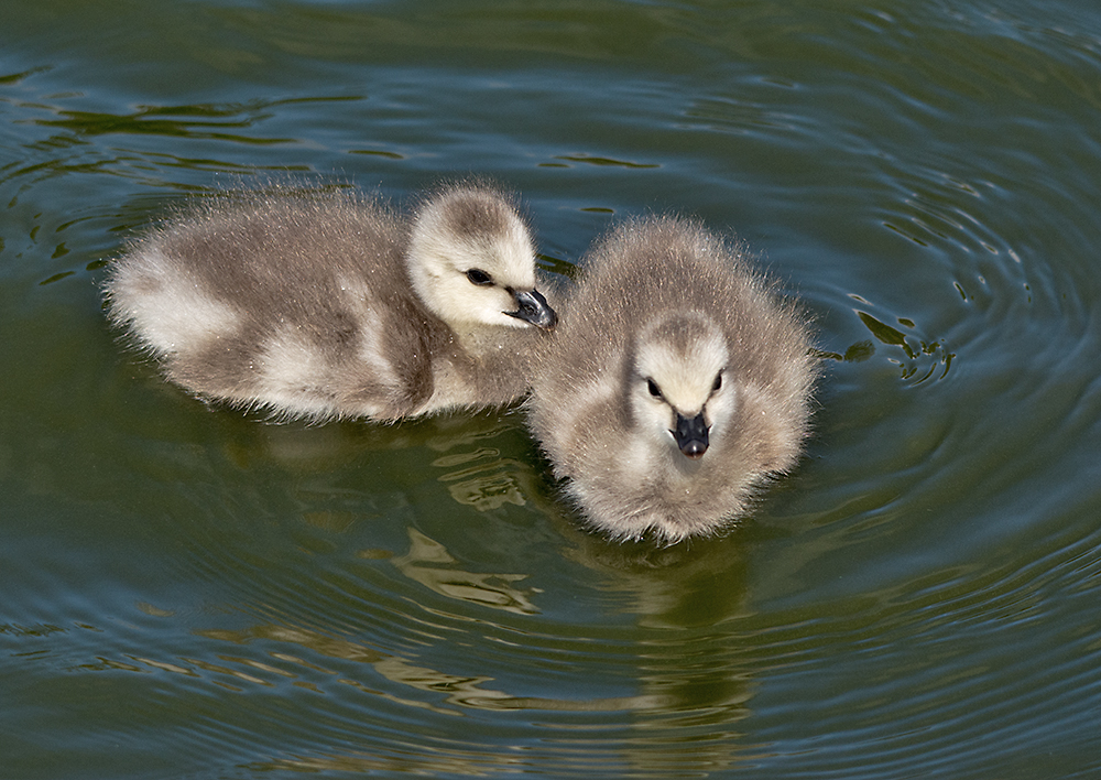 DSC_2891.jpg