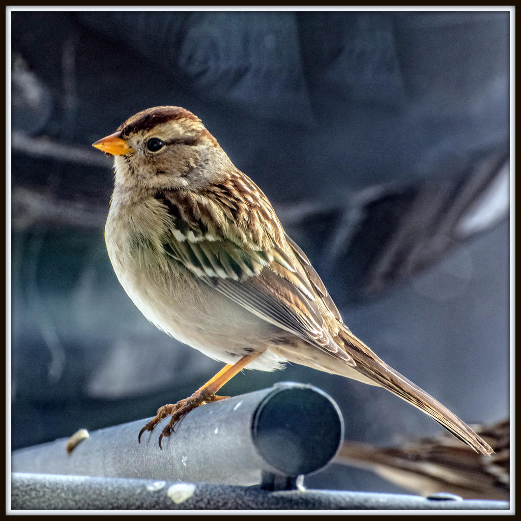 DSC_2893-Edit.jpg