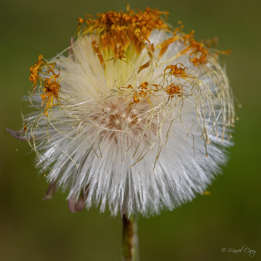 DSC_2894.jpg