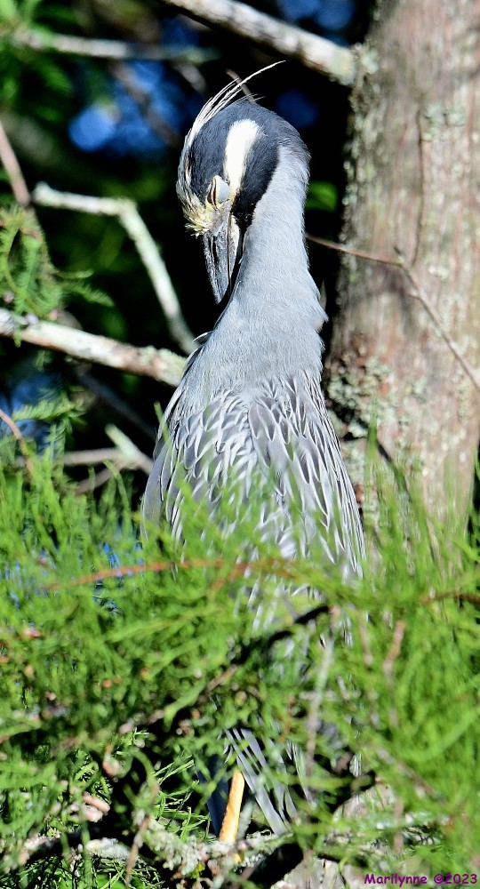 DSC_2894_001.JPG