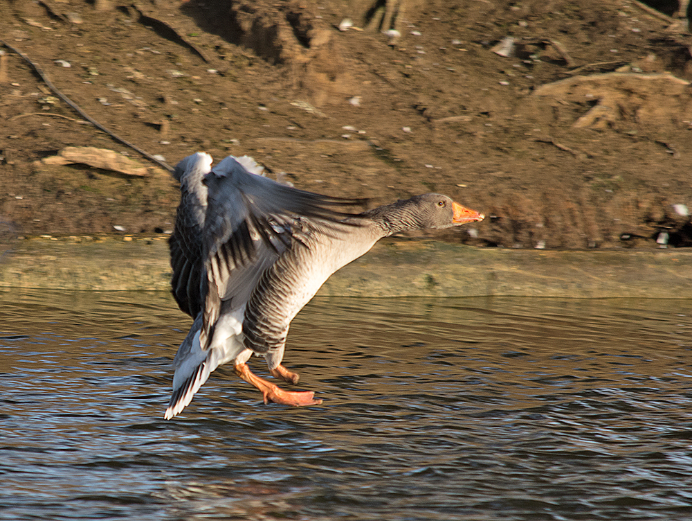DSC_2895.jpg