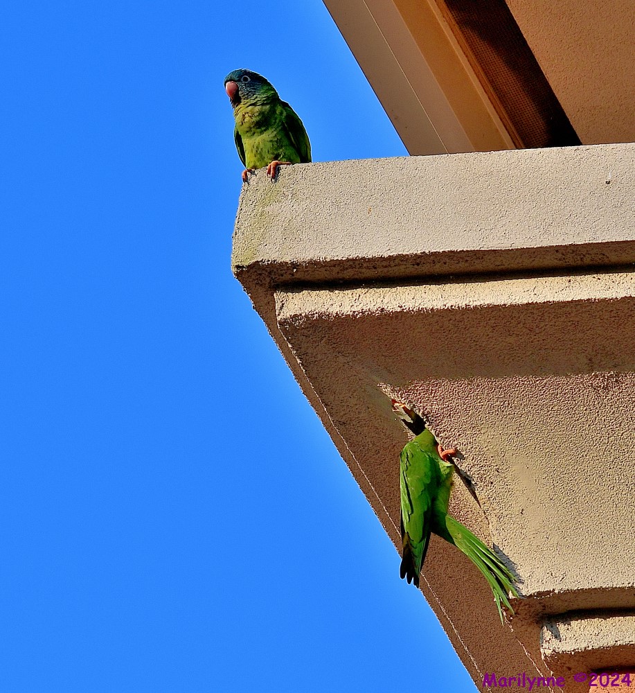 DSC_2895_001.JPG