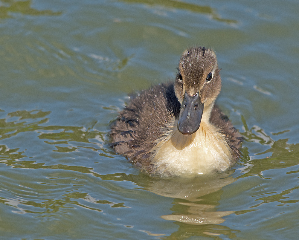 DSC_2896.jpg