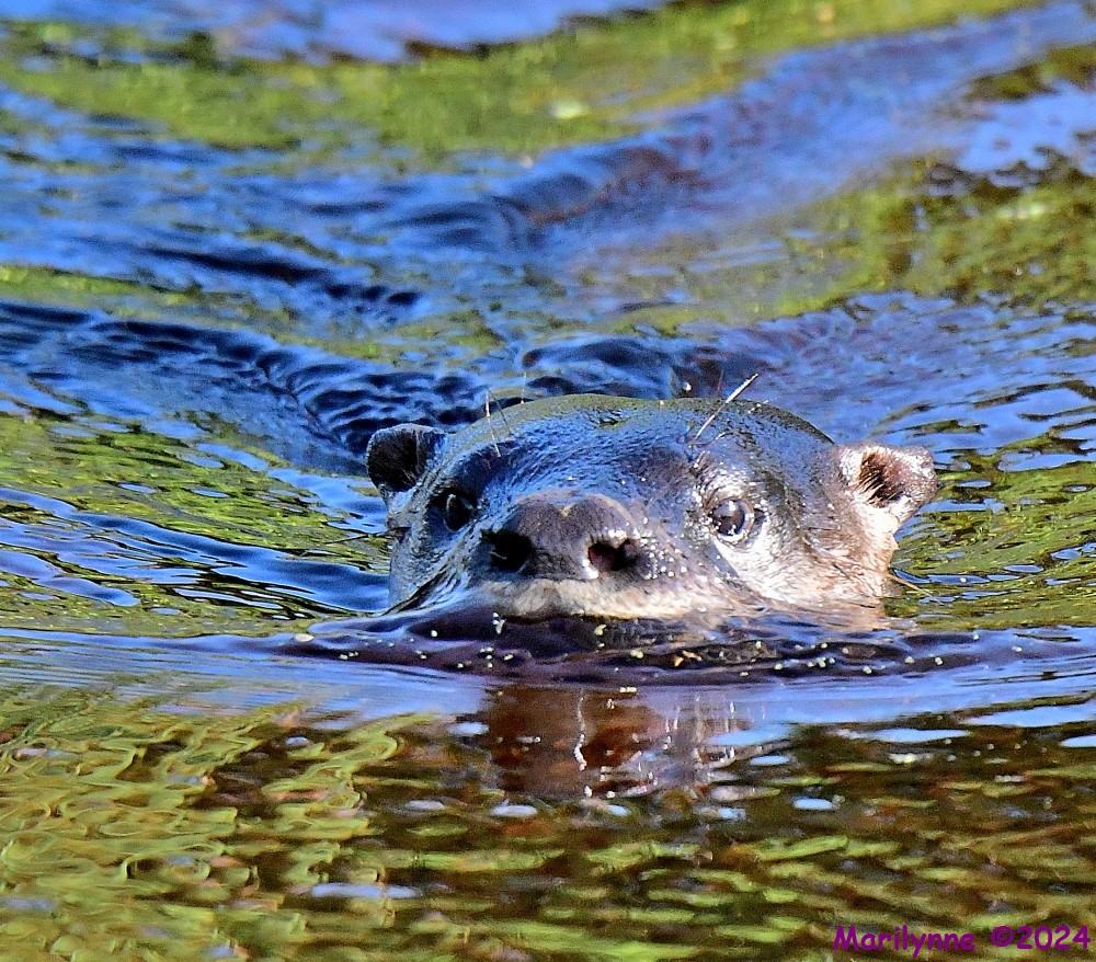 DSC_2896_001.JPG