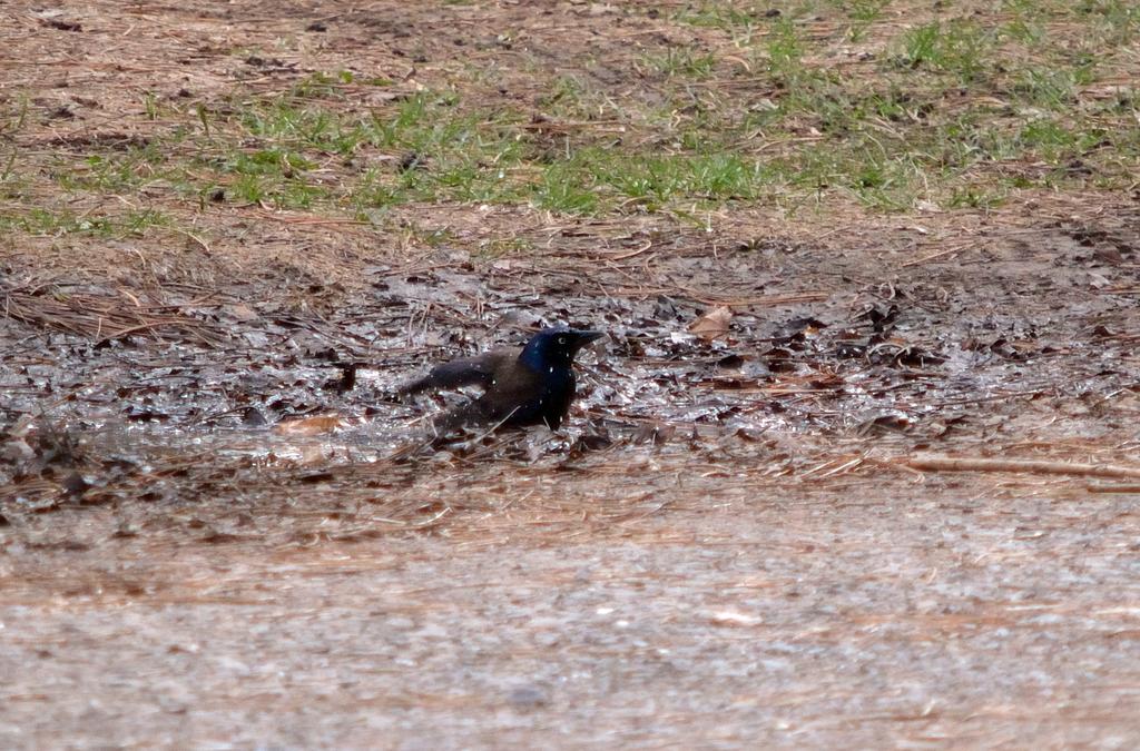 DSC_2897.jpg
